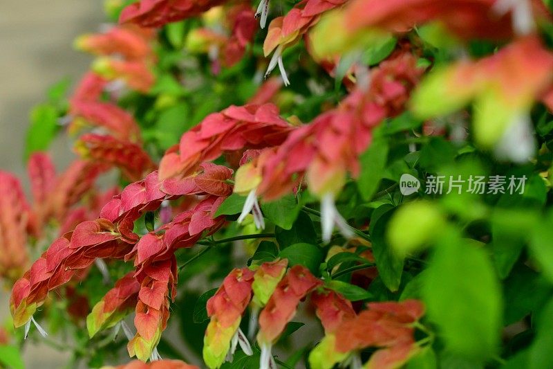 正义白兰地/虾植物